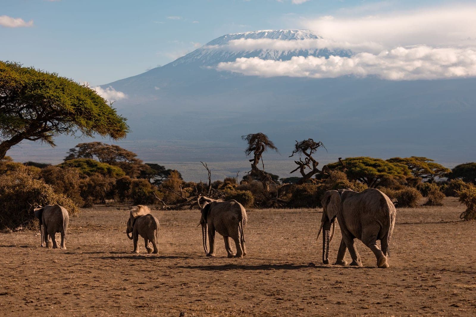 A line of elephants crossing the plain below the snow-capped summit of Kilimanjaro.
