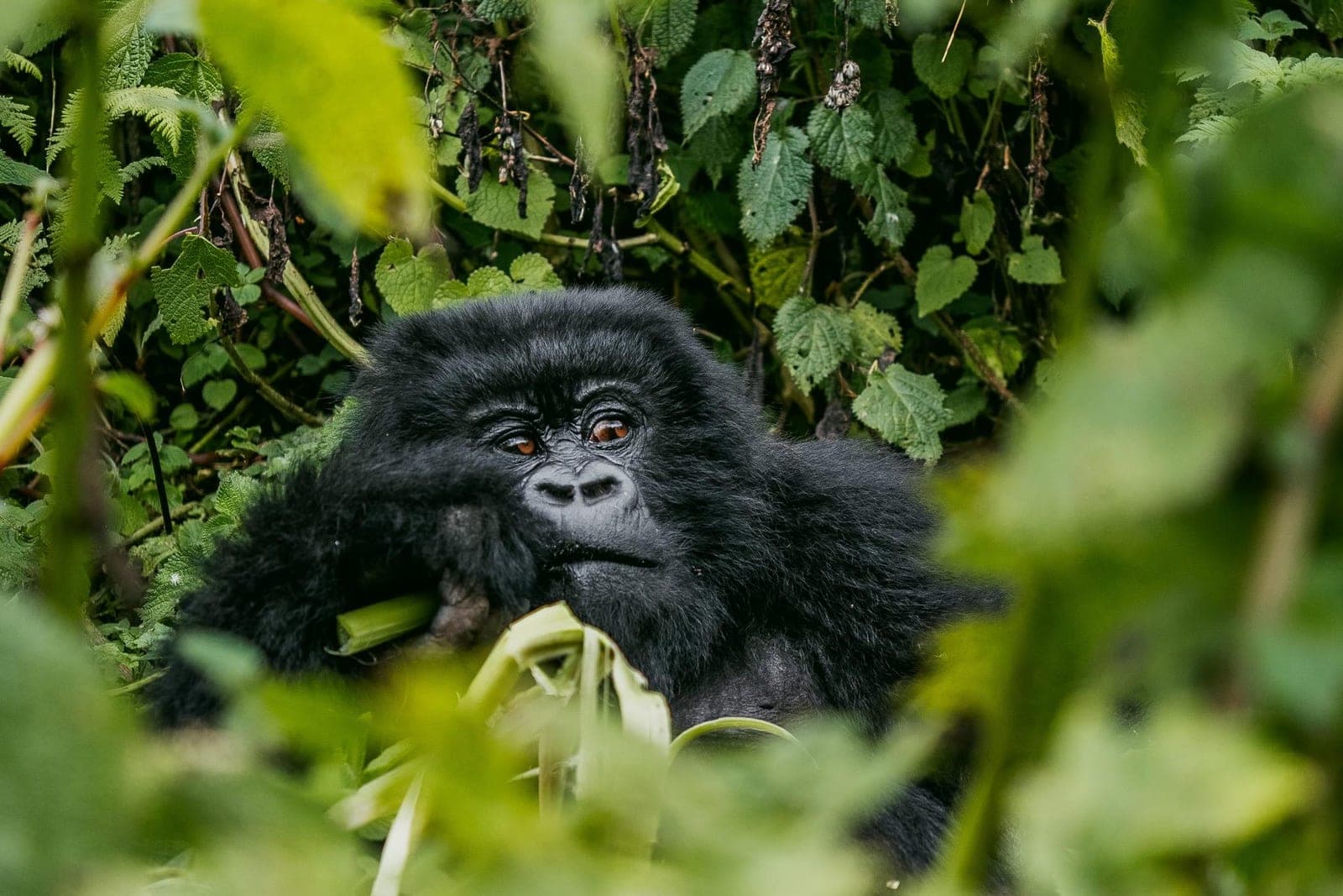 A mountain gorilla resting among dense green foliage in Bwindi Impenetrable Forest.