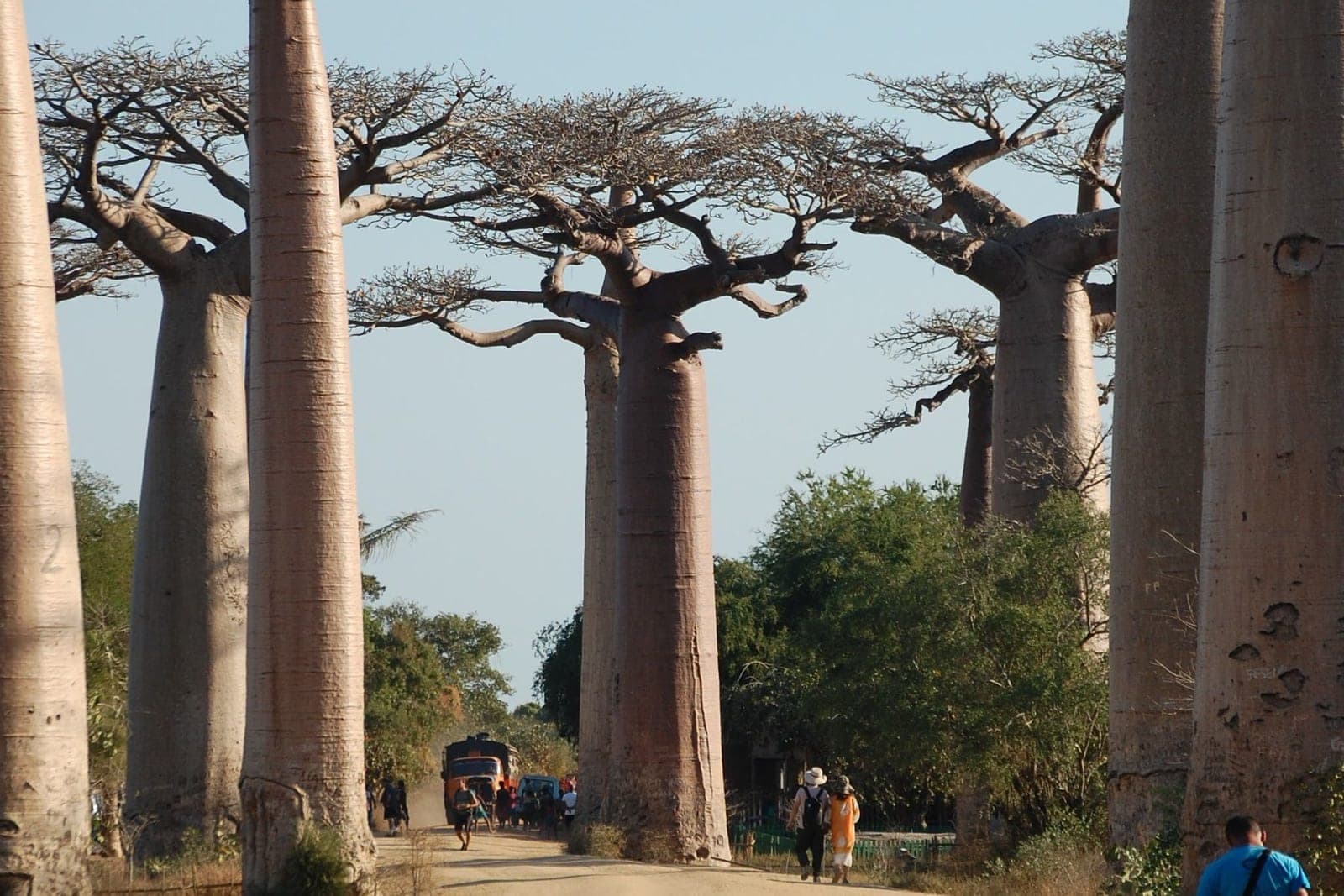 Baobabs lining the dirt road of the Avenue of the Baobabs in Madagascar, with people walking beneath them.
