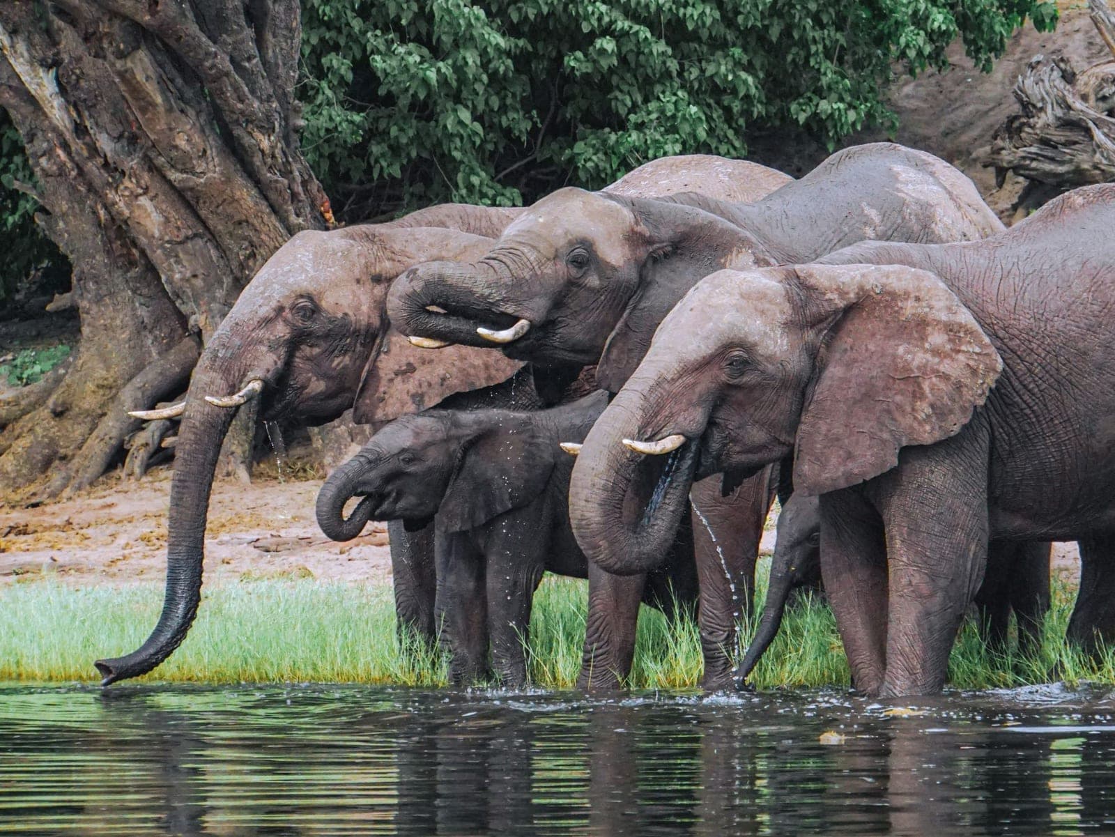 A family of elephants drinking together at a waterhole in Botswana.
