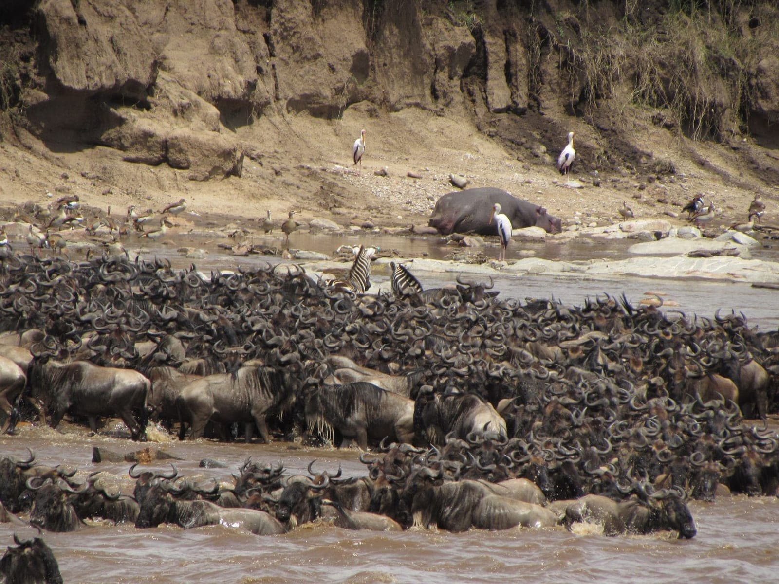 Wildebeest crossing a river during the great migration, the herd strung out across the current.