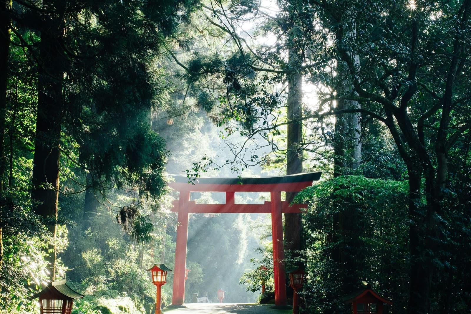A torii gate standing in misty forest, light falling through the cedars.