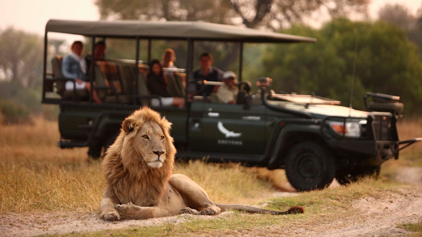 A lion resting in the grass beside a safari jeep of onlookers.