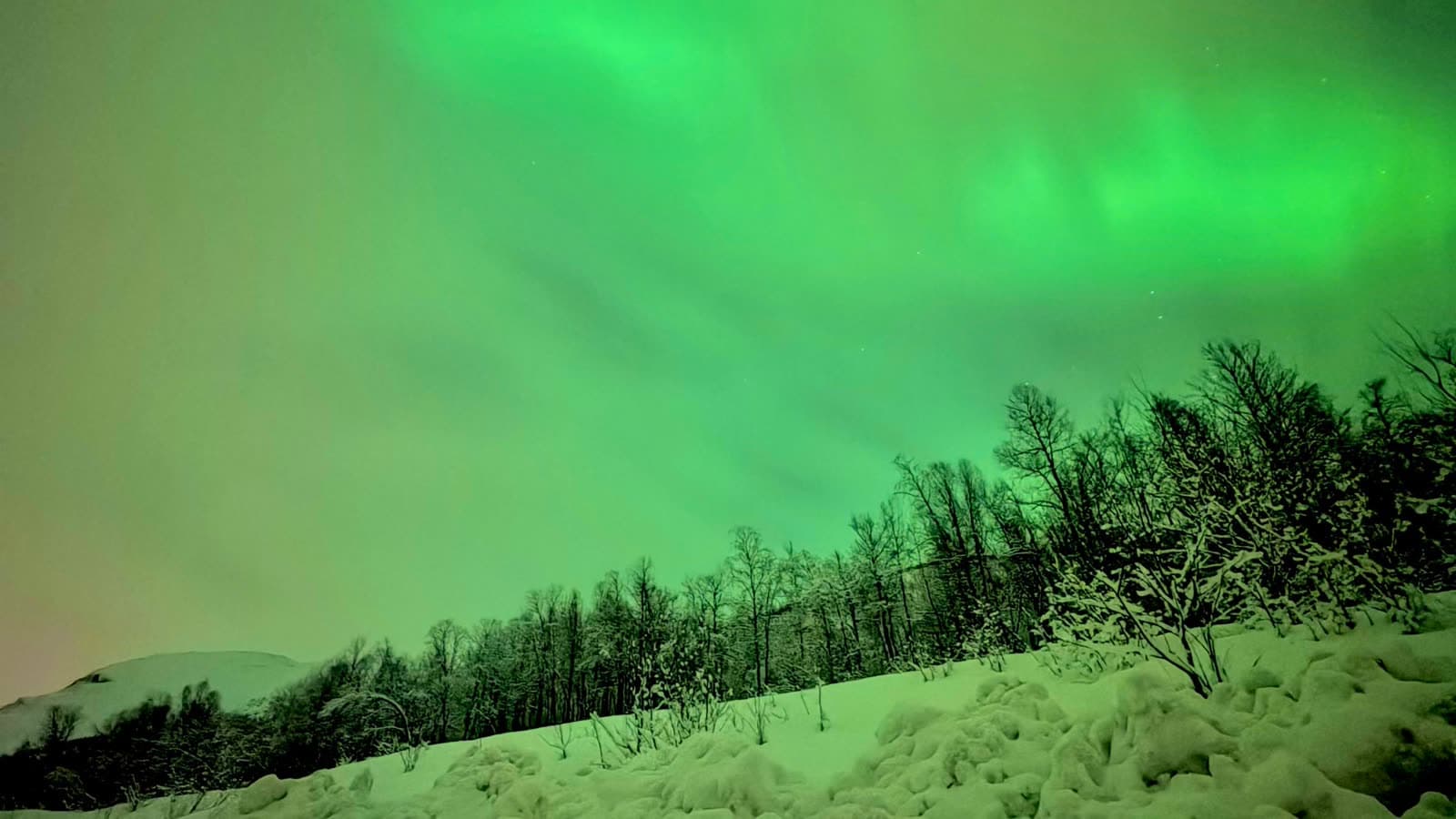 Northern lights over a snow-covered hillside of bare trees
