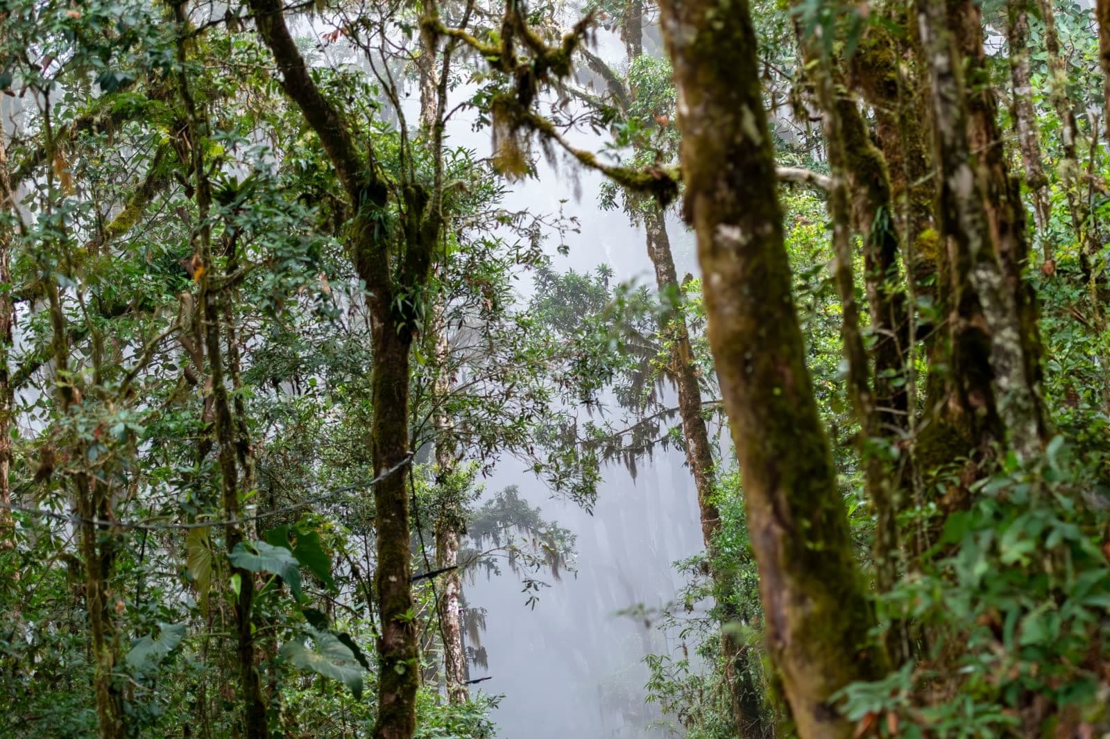 Moss-hung trees disappearing into mist in a Costa Rican cloud forest.