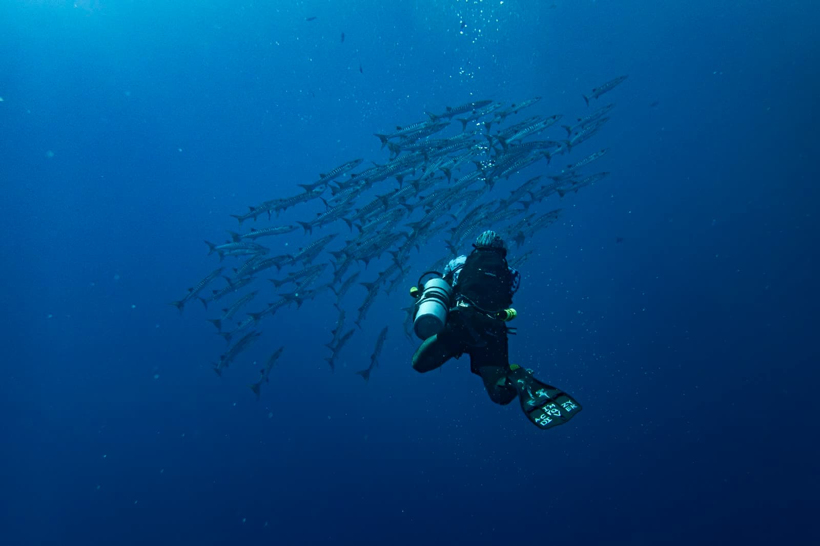 A diver beneath a dense school of barracuda in open blue water.