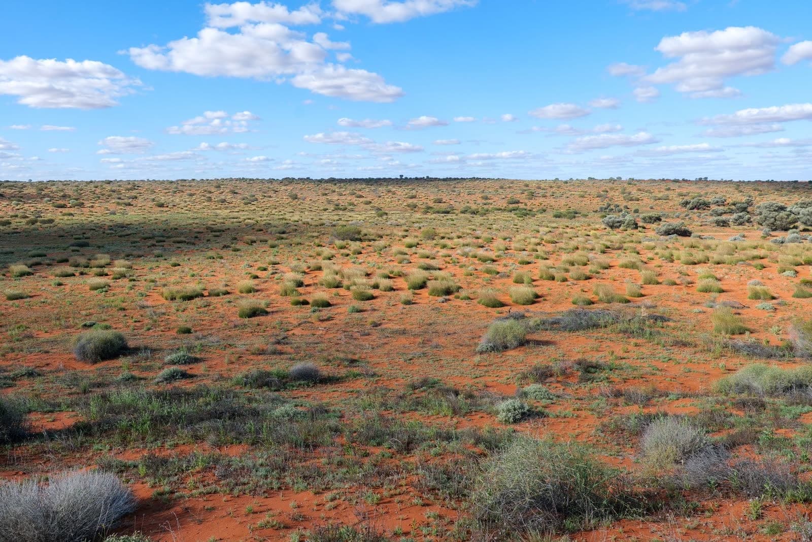 Red earth and spinifex running to a flat horizon under a wide blue sky.