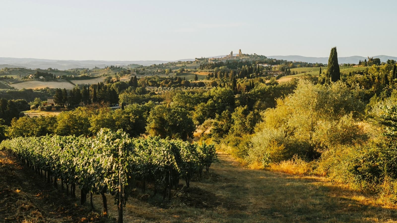 Vineyard rows leading toward a hilltop town in Tuscany