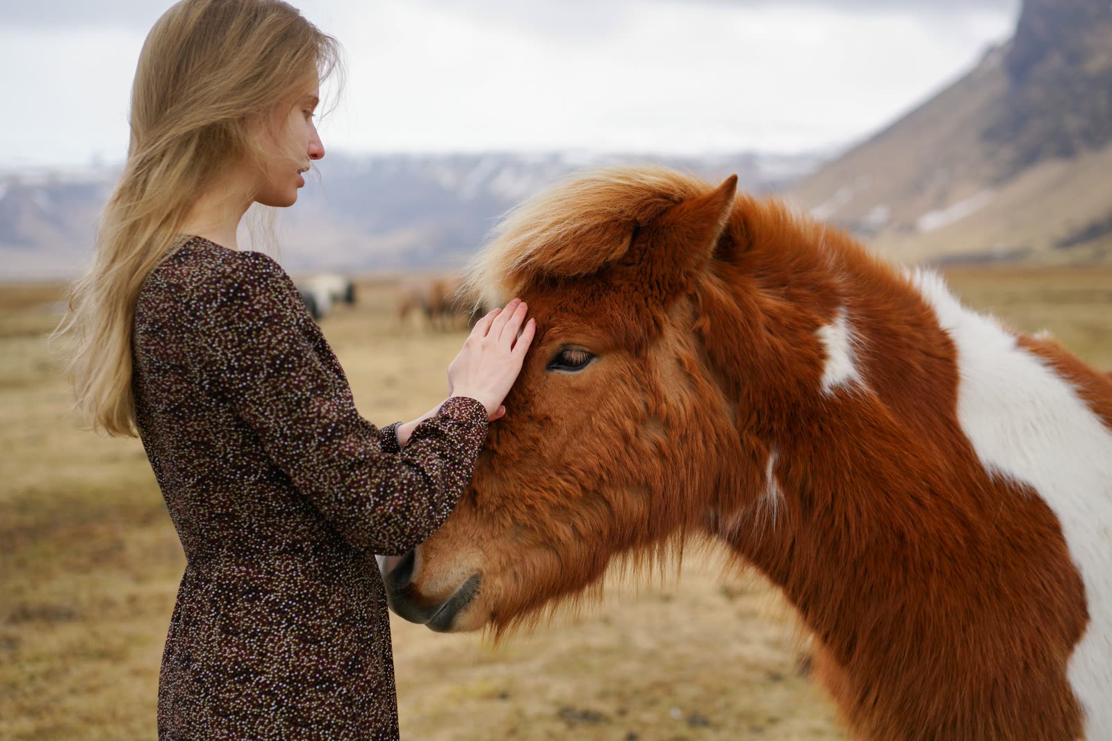 A traveller greeting an Icelandic horse on open moorland below snow-streaked hills.