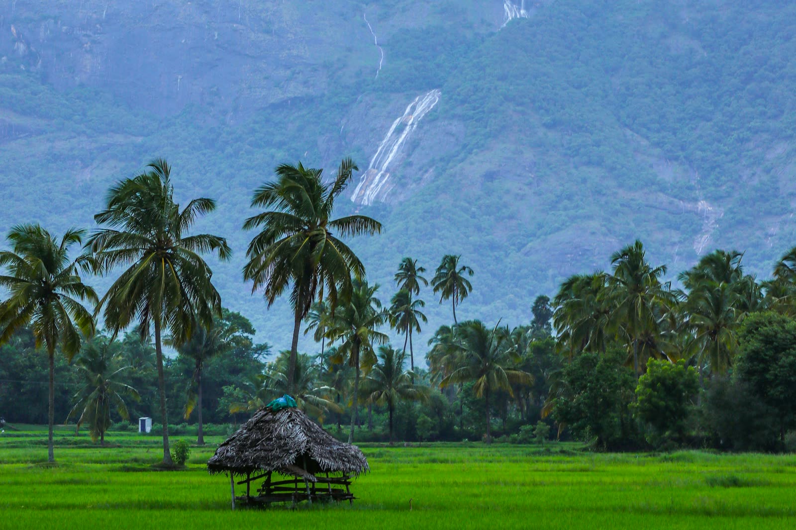 Paddy fields and coconut palms below hills laced with waterfalls.