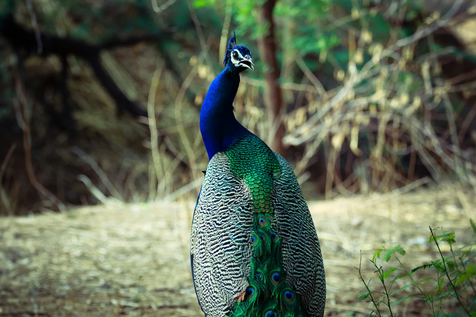 An Indian peacock in full plumage on a forest floor.