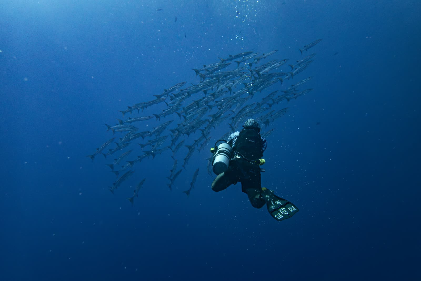 A diver beneath a dense school of barracuda in open blue water.
