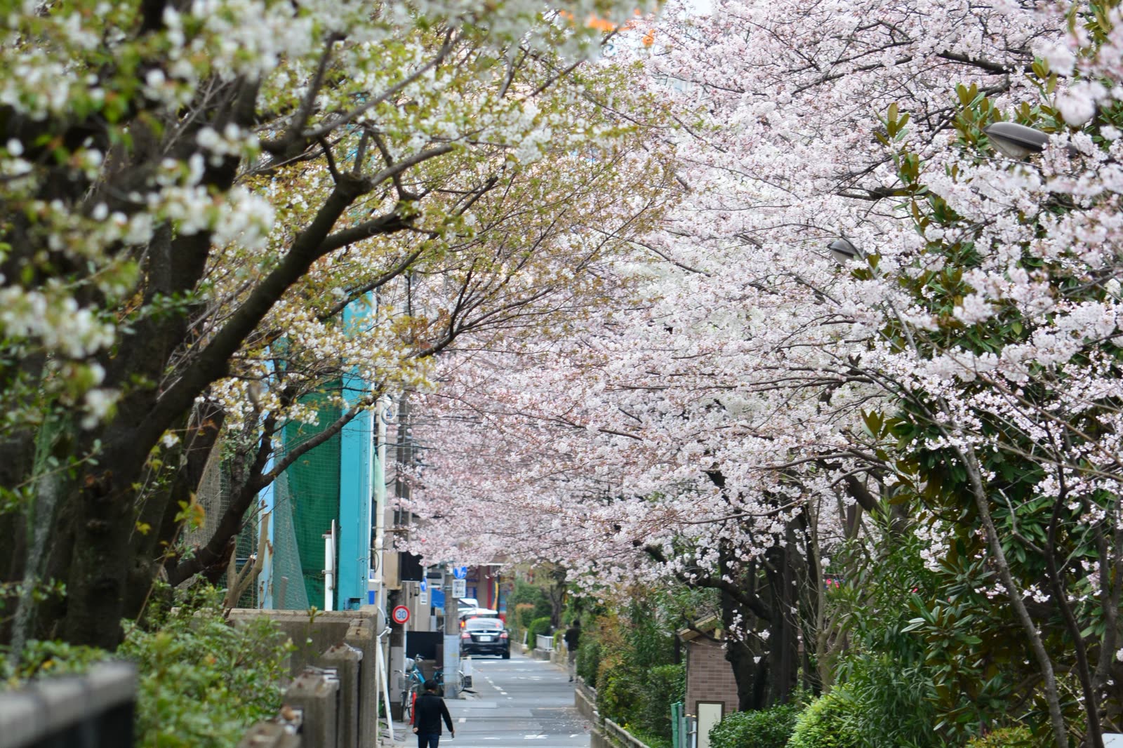 A street lined with cherry trees in full blossom.