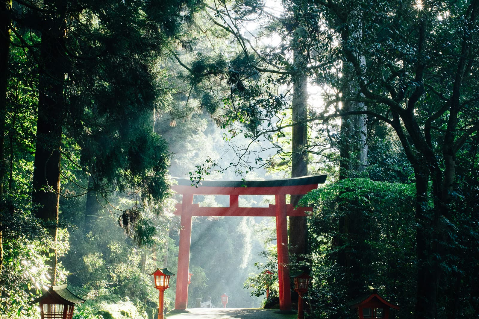 A torii gate standing in misty forest, light falling through the cedars.
