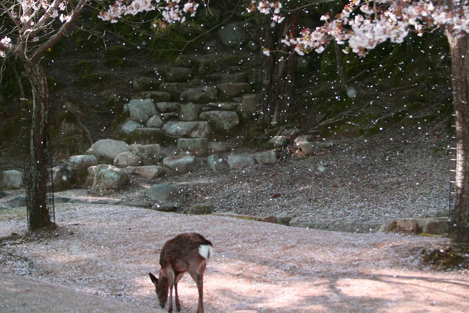 A deer standing under falling cherry blossom beside a stone wall in Nara.